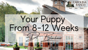 Your Puppy
