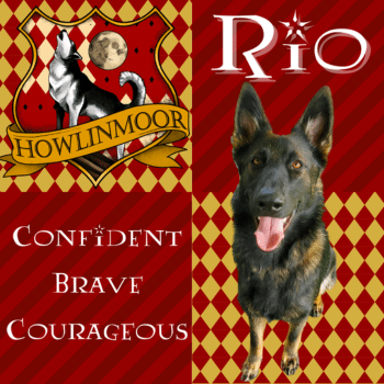 Howlinmoor-Web-Photo-1