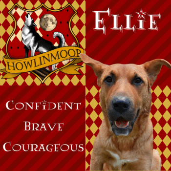Howlinmoor-Web-Photo-3