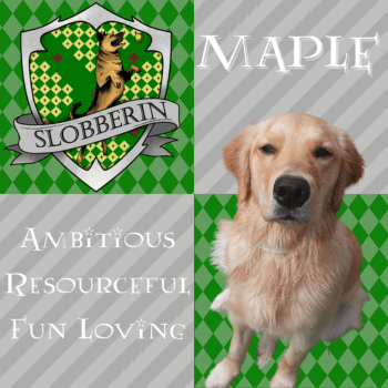 Slobberin-Web-1