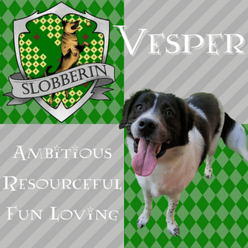Slobberin-Web-3