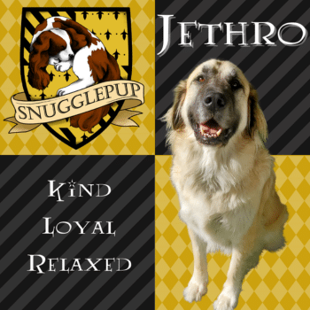 Snugglepup-Web-Photos-1