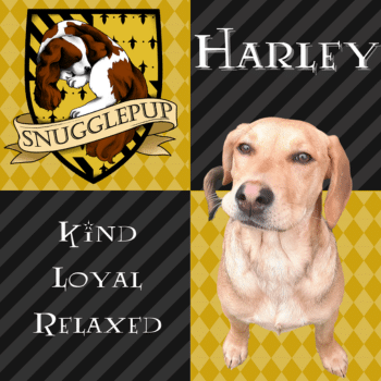 Snugglepup-Web-Photos-3