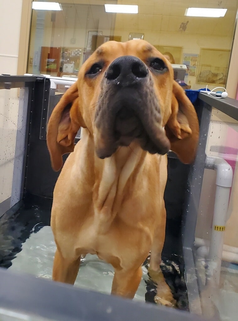 In The Water Treadmill