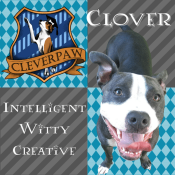 Cleverpaw Web Photos 3