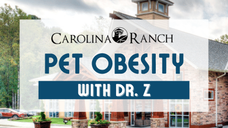 Mz Pet Obesity Blog