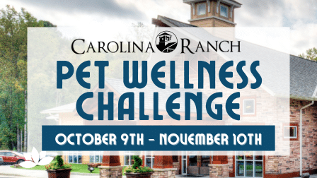 Wellness Challenge Blog