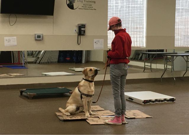 Advanced obedience shop training near me
