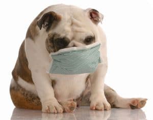 bulldog_surgical_mask