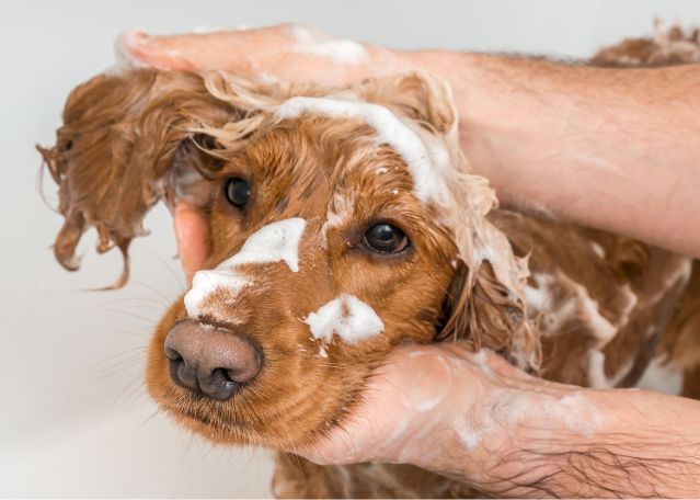 Grooming & Bathing - Carolina Ranch Animal Hospital & Resort
