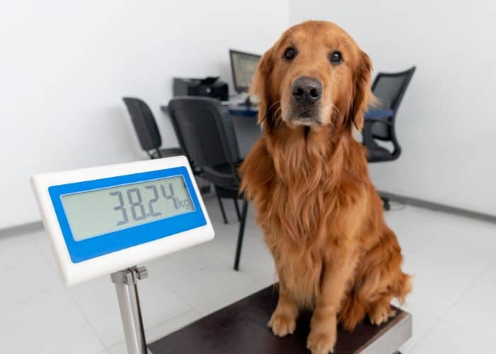 Dog On Scale