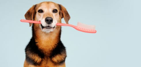 Dogbrush