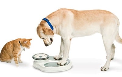 Obesity Petfitscale